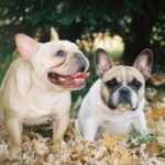 Fransk Bulldog