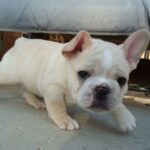 Fransk Bulldog