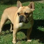 Fransk Bulldog