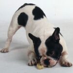 Fransk Bulldog