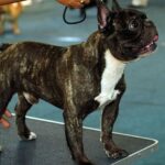 Fransk Bulldog