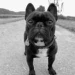 Fransk Bulldog