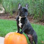 Fransk Bulldog