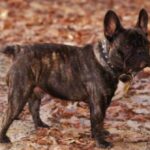 Fransk Bulldog