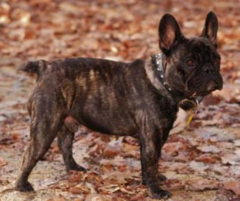 Fransk Bulldog