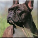 Fransk Bulldog