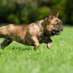 Fransk Bulldog