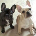 Fransk Bulldog
