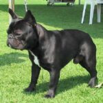 Fransk Bulldog