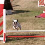 Fransk Bulldog
