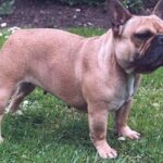 Fransk Bulldog