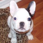 Fransk Bulldog