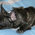 Fransk Bulldog