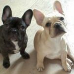 Fransk Bulldog