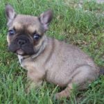 Fransk Bulldog