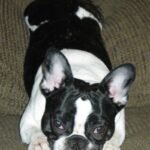 Fransk Bulldog