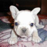 Fransk Bulldog