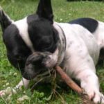 Fransk Bulldog