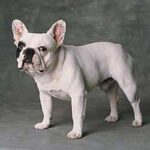 Fransk Bulldog