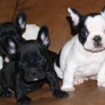 Fransk Bulldog