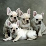 Fransk Bulldog