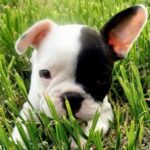 Fransk Bulldog