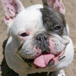 Fransk Bulldog