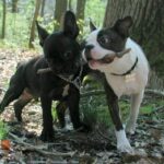 Fransk Bulldog
