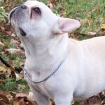 Fransk Bulldog