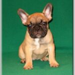 Fransk Bulldog