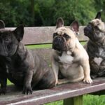 Fransk Bulldog