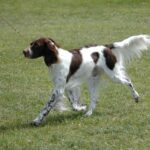 Fransk Spaniel