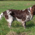 Fransk Spaniel