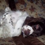 Fransk Spaniel