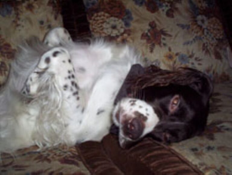 Fransk Spaniel