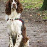 Fransk Spaniel