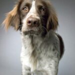 Fransk Spaniel