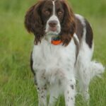 Fransk Spaniel
