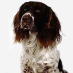 Fransk Spaniel