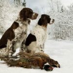 Fransk Spaniel