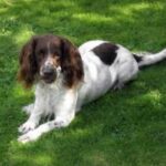 Fransk Spaniel