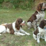 Fransk Spaniel