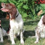 Fransk Spaniel