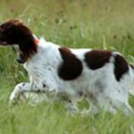 Fransk Spaniel