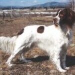 Fransk Spaniel