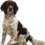Fransk Spaniel