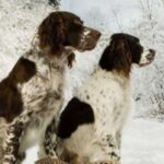 Fransk Spaniel
