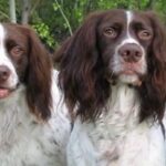 Fransk Spaniel