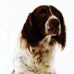 Fransk Spaniel