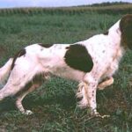 Fransk Spaniel